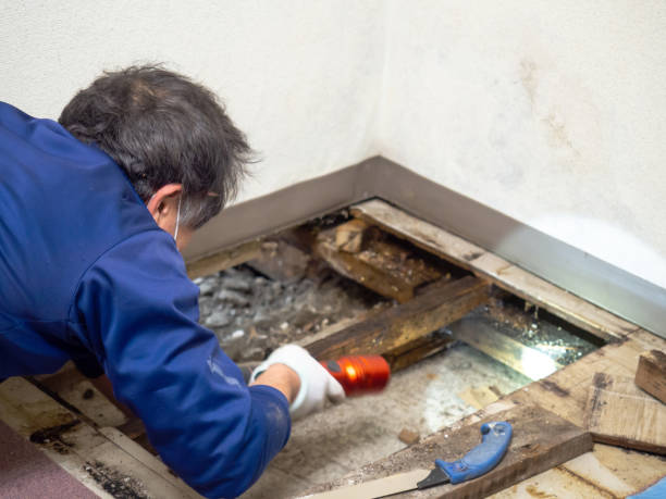 Best Emergency Mold Removal  in Grafton, WI