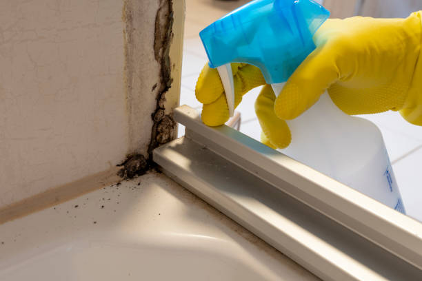 Home Mold Removal in Grafton, WI