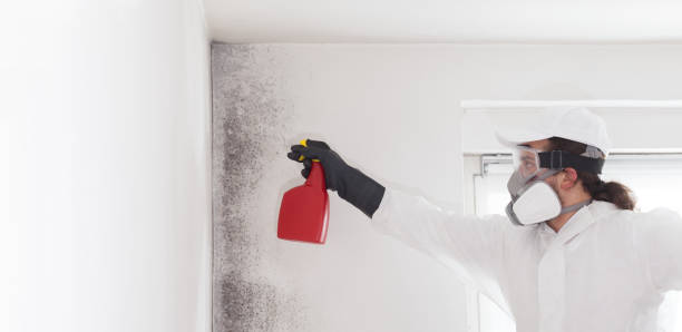 Certified Mold Removal in Grafton, WI