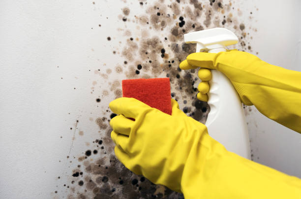 Best Residential Mold Removal  in Grafton, WI