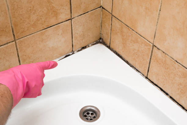 Best Toxic Mold Removal  in Grafton, WI
